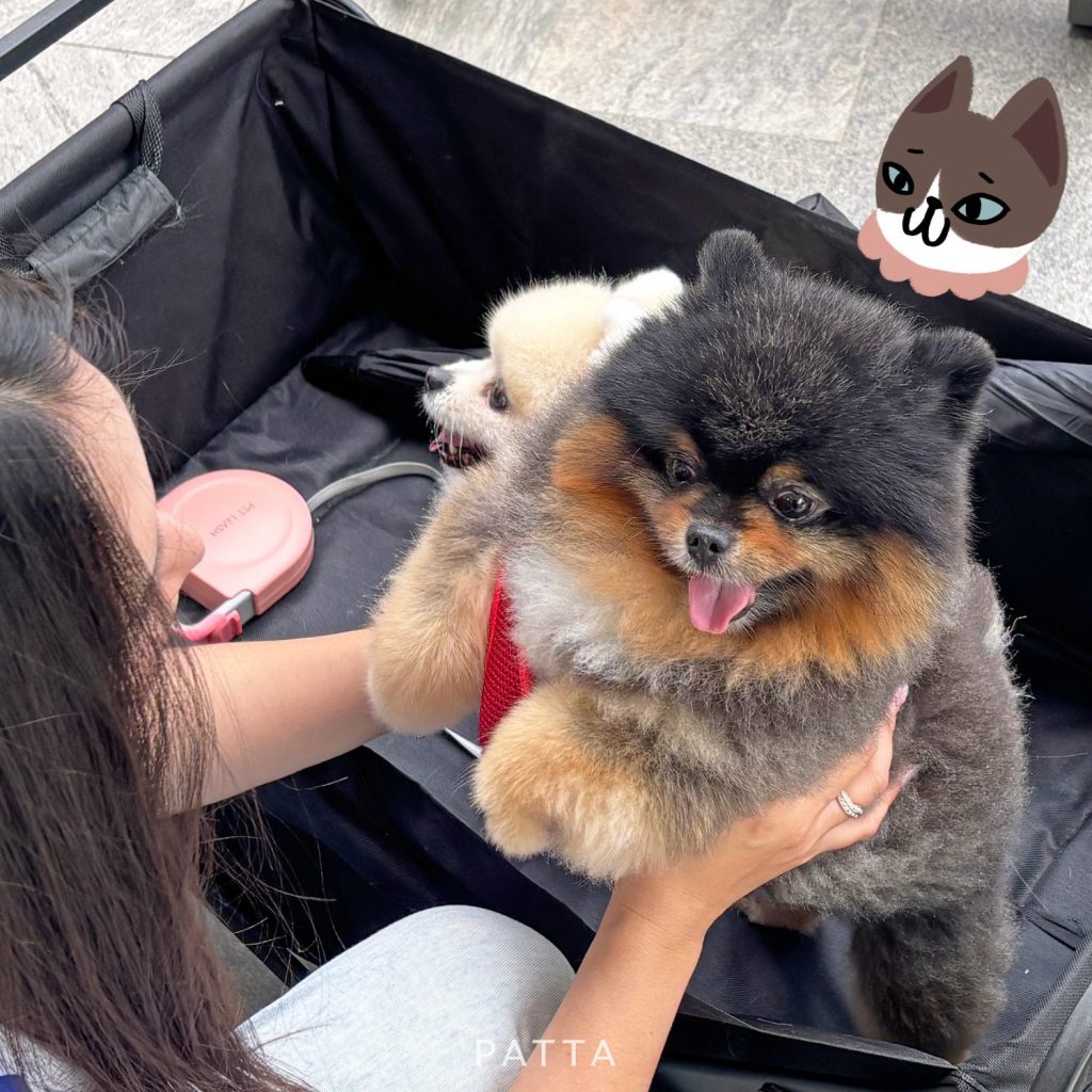 PATTA_PET26-02