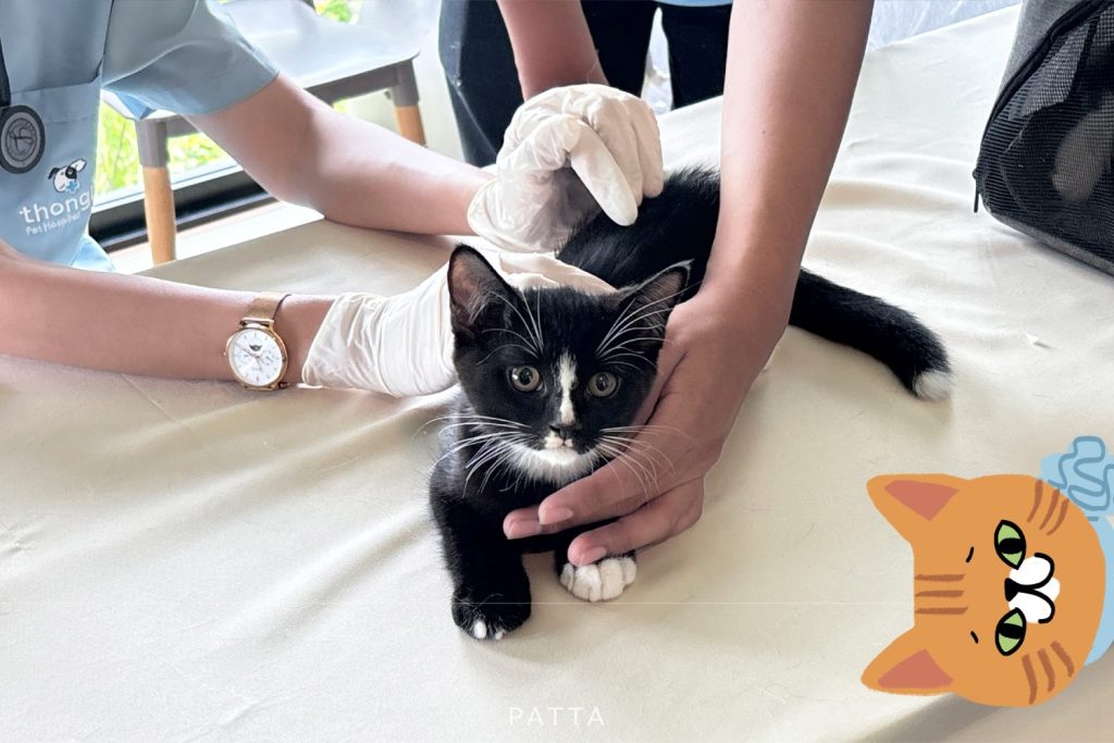 PATTA_PET26-04